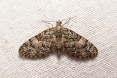 Eupithecia dodoneata