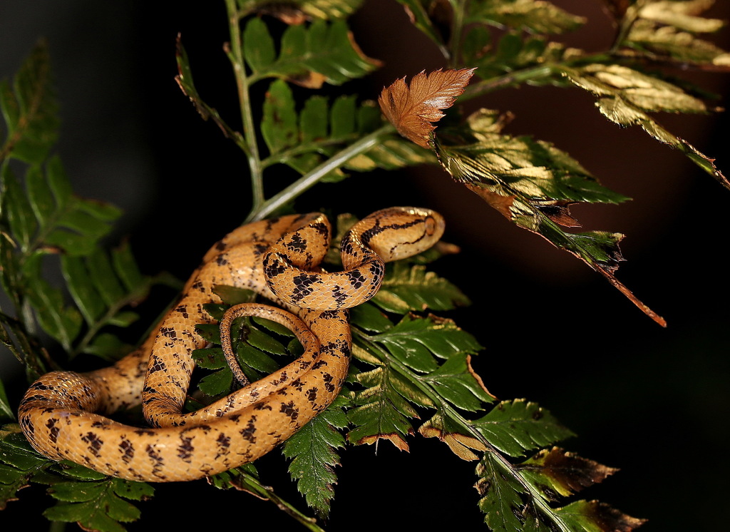 Atayal Slug-Eating Snake