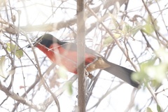 Laniarius erythrogaster