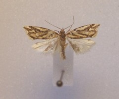 Pyrgotis plinthoglypta
