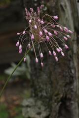 Allium praescissum