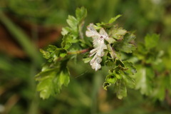 Podosphaera clandestina