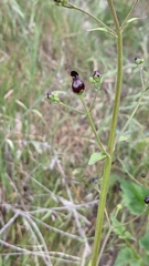 Scrophularia atrata