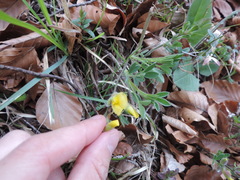 Chamaecytisus supinus