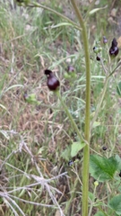 Scrophularia atrata