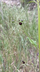 Scrophularia atrata