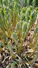 Amsonieae