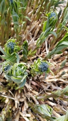 Amsonieae