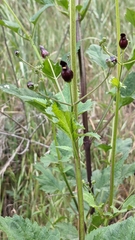 Scrophularia atrata