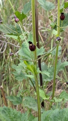 Scrophularia atrata