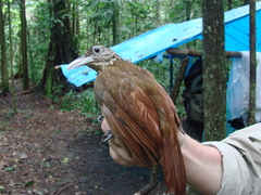 Xiphorhynchus guttatus