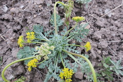 Cymopterus longipes