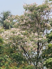 Lagerstroemia speciosa