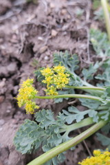Cymopterus longipes