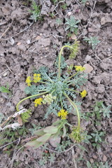 Cymopterus longipes