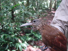 Xiphorhynchus guttatus