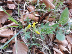Chamaecytisus supinus