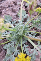 Cymopterus longipes