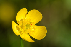 Ranunculus populago