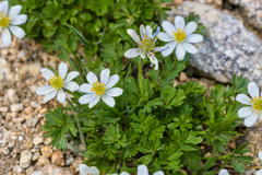 Anemone lithophila