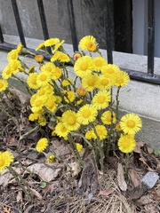 Tussilago farfara
