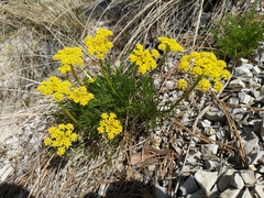Musineon tenuifolium
