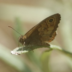 Paramacera xicaque xicaque