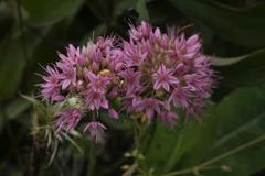 Allium psebaicum