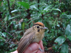 Platyrinchus coronatus