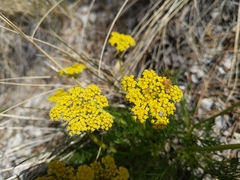 Musineon tenuifolium