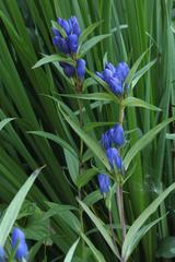 Gentiana triflora