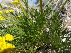 Musineon tenuifolium