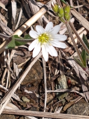 Cerastium velutinum