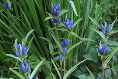 Gentiana triflora