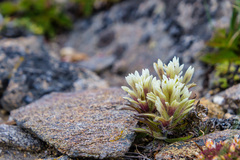 Castilleja pulchella