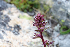 Pedicularis contorta rubicunda