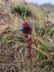 Puya eryngioides
