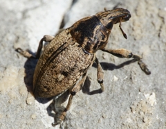 Leucophyes pedestris