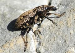 Leucophyes pedestris