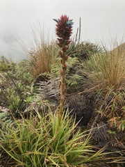 Puya eryngioides