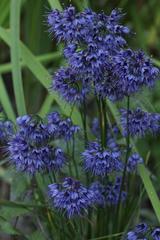 Allium cyaneum