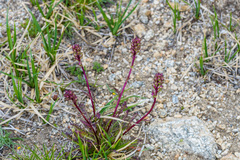 Pedicularis contorta rubicunda