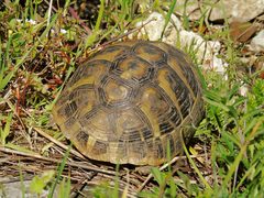 Testudo hermanni
