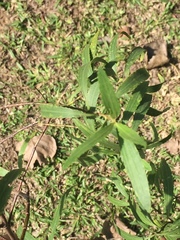 Raulinoreitzia tremula