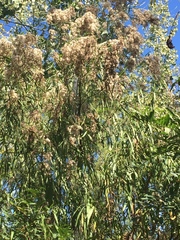 Raulinoreitzia tremula