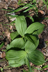 Veratrum nigrum