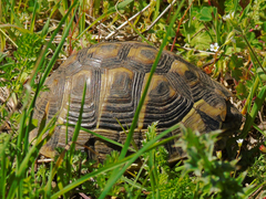 Testudo hermanni