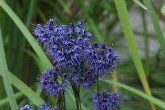 Allium cyaneum