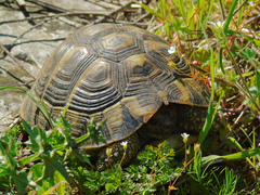 Testudo hermanni