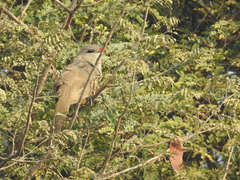 Taccocua leschenaultii